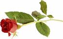 Attached Image